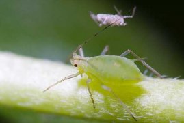玉米蚜虫防治方法
