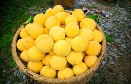桃子品种有哪些？盘点五大常见桃子品种