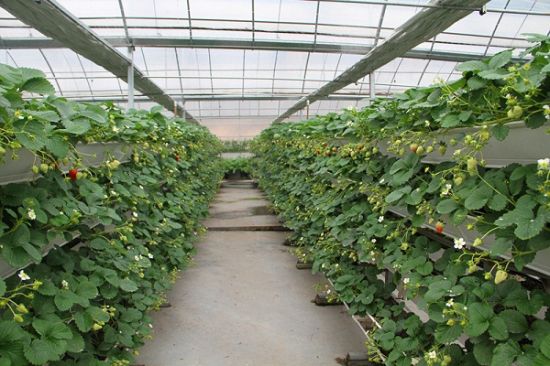 大棚草莓种植技术和注意事项