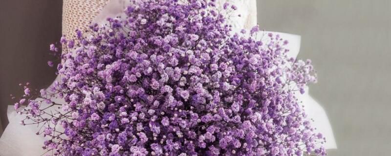 紫色满天星花语