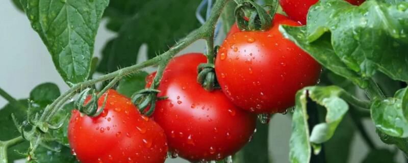 西红柿打叉掐尖图解和注意事项
