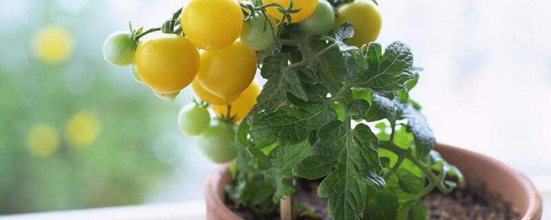 盆栽西红柿的种植方法和注意事项