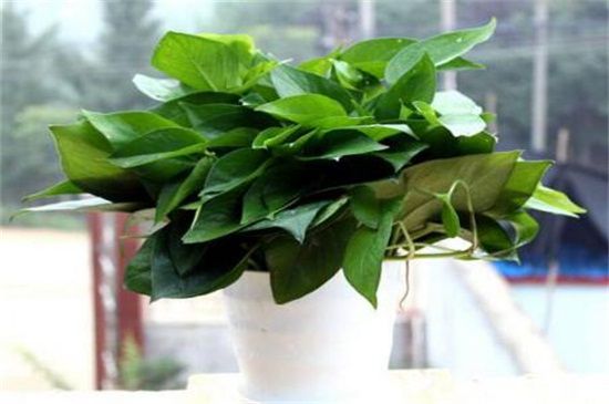 室内放什么植物可以净化空气？盘点十大强力净