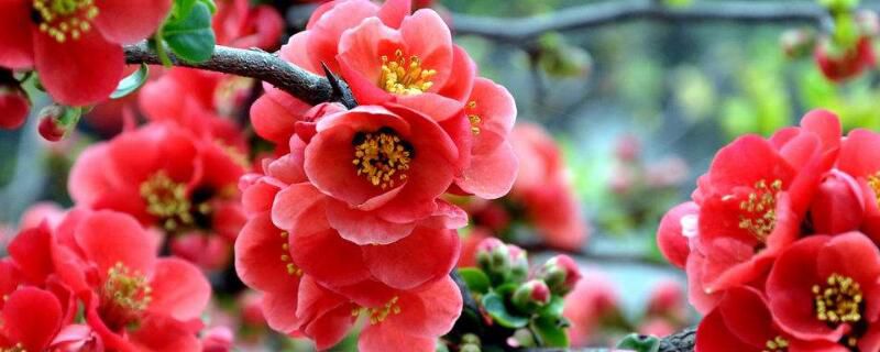 海棠花的花语是什么？苦恋爱情/高贵美丽