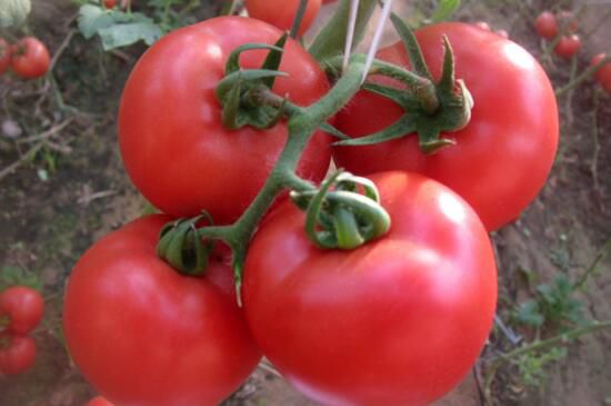 阳台盆栽西红柿的种植方法步骤