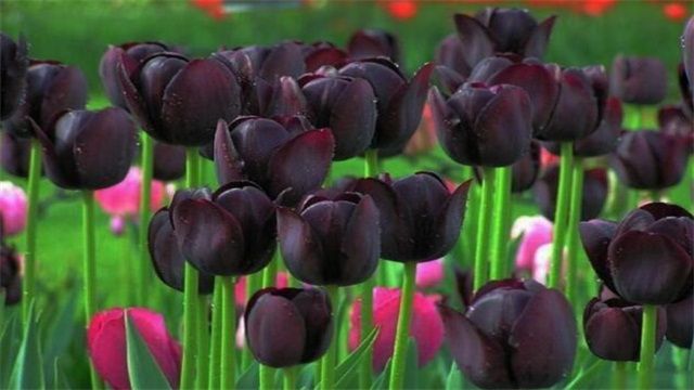 黑色的花有哪些？盘点十种稀有的黑色花卉图片