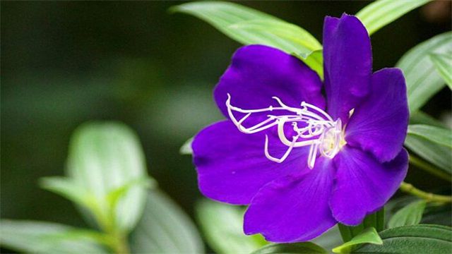 紫蝴蝶花怎么养？养殖紫蝴蝶花的方法