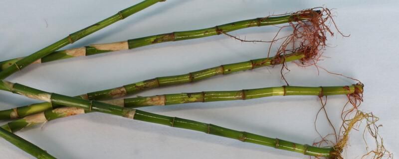 富贵竹怎么修剪根部？富贵竹剪根的方法和步骤