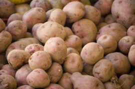 什么时候种土豆，种植马铃薯怎样催芽