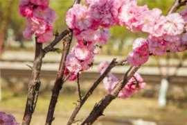 榆叶梅的虫害及防治方法