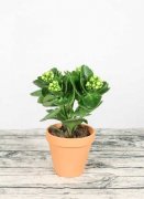 栀子花黄叶掉叶怎么办，别慌，教你一招就变绿！