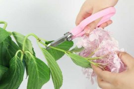 花市买的“绣球花”种子，拿给朋友看，却被说