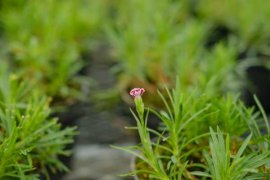 康乃馨可以做干花吗