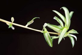 吊兰叶子太长了怎么办