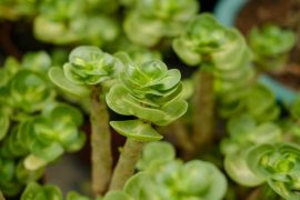 金钱木掉叶子怎么办