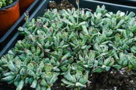 多肉植物怎么养护