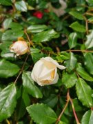 蔷薇花冬天掉叶子是怎么回事