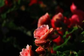 丽格海棠怎么促苗