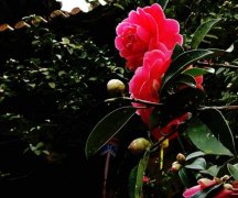 茶花一年开几次花