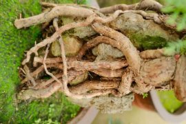 澳洲杉怎么造型