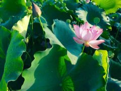 盆栽荷花为什么不现蕾不开花