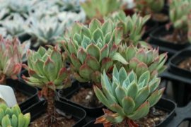 她用罐头盒，建了个多肉杂货铺，走进来就不想