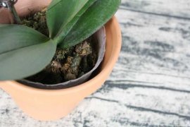 蝴蝶兰的盆景制作方法