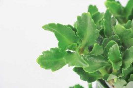 新长的长寿花怎样修剪