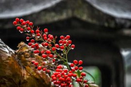 南天竹的寓意及作用