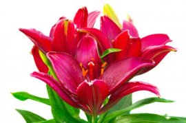 百合花叶子黄了怎么办