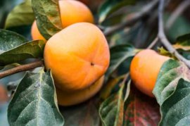 柿子发涩麻嘴巴，往皮上抹点“酒”，放3天，拿