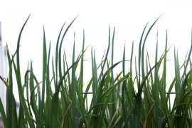 韭菜怎么吃最壮阳，韭菜如何保存