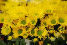 金银花泡水喝的功效，和菊花可以一起泡水喝吗