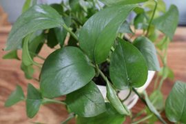 绿萝多久浇一次啤酒