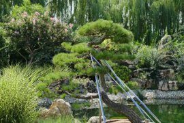 盆栽松树怎么种植，用什么土？