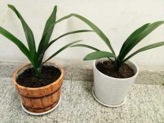 君子兰叶子长斑怎么办