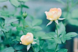 她的月季月月开爆，全靠这10个绝招，花花只告诉