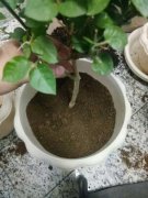 茉莉花烂根了怎么办