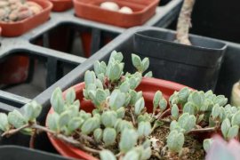 鹿角海棠怎么养