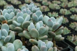 多肉盆底撒点小东西，呼呼长爆盆，20年不烂根！