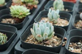 多肉养得丑怎么办？别担心，会拍照就行！