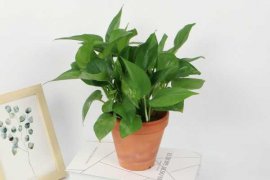 绿萝如何扦插繁殖，几月份扦插最好