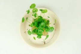 铜钱草根茎怎么水培