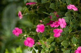 凤仙花怎么修剪，什么季节可以修剪