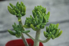 乙女心夏季怎么养