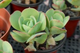 唐印怎么养爆盆