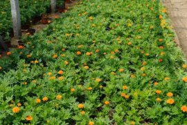 万寿菊什么时候开花