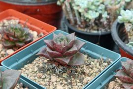 多肉老桩移栽方法