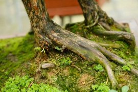 怎么给罗汉松换盆