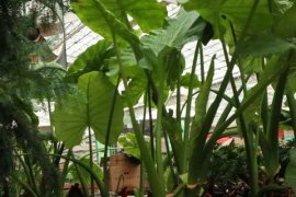 海芋怎么养长得好